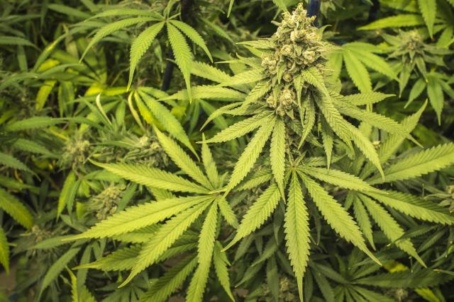 Marihuana u medicinske svrhe od danas legalna u Makedoniji